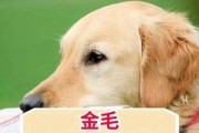 大金毛如何健康增重（科学饮食和良好习惯是关键）
