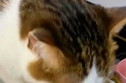 小猫咪肚子没什么毛的原因及应对方法（探究小猫咪肚子没什么毛的成因，为你的宠物提供舒适解决方案）