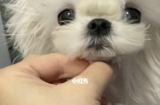 以马尔济斯犬——聪明的宠物伴侣（聚焦以马尔济斯犬的聪明才智，探究它成为宠物界明星的原因）