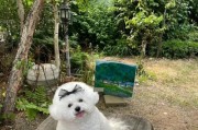 新手养比熊犬的不宜性（了解为何一般人难以驾驭这一温柔的宠物）