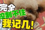 急救狗狗，救命小知识！（保护毛孩的生命，这些技巧你不能错过）
