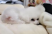 博美的保暖睡眠技巧（宠物狗狗的床铺保暖设计与细节）