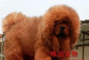 藏獒患上犬瘟，怎么办？（以宠物为主，教你应对犬瘟的常识！）