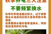 乌龟养殖过冬的四要点（如何确保乌龟顺利度过寒冬）