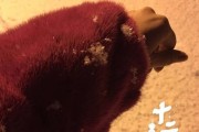 关于我是雪貂的说法的探究（揭开我是雪貂说法的真相）