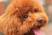 泰迪为什么会冲主人叫？（了解泰迪犬的冲叫行为及原因分析）