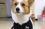 柯基犬的命名方式探究（以柯基叫什么名字比较多？）