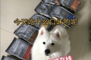 以狗粮喂没了狗吃点什么（从狗的需求出发，寻找替代狗粮的食物）