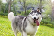 狗的寿命多少年？——揭秘宠物狗的寿命（探究狗的寿命与品种、饮食、生活习惯等因素的关系）