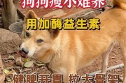 狗狗健康必备！益生菌的好处及推荐（为你的爱犬选择合适的益生菌）