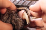 为什么猫不喜欢人抱着？（探究猫咪抱抱恐惧的原因及应对方法）