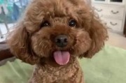 迷人而有趣的柯基犬世界（探索柯基犬特有的魅力与乐趣）