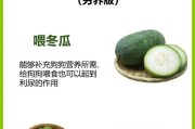 夏天，狗狗吃什么好？（为你的狗狗准备夏季饮食，让它健康度过炎炎夏日！）