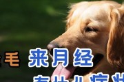 金毛的例假周期及注意事项（了解金毛的生理周期和维护健康的建议）