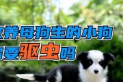 母狗生狗的时间和离开时间的相关知识（了解母狗生狗及小狗离开的适宜时间）