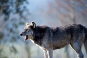 欧亚大陆犬的饲养指南（全面了解欧亚大陆犬的饲养方法，让你的宠物健康快乐）