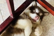 为什么不建议养阿拉斯加犬？养不起养不起！（六个缺点揭示养阿拉斯加犬的困难与挑战）