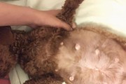 泰迪狗生理期的注意事项（了解、照顾和保护泰迪狗的生理健康）