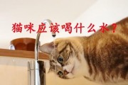 如何给宠物狗喝上好的水（为你的爱犬提供纯净、营养、健康的饮水）