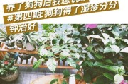 狗长湿疹的原因及治疗方法（探究狗长湿疹的主要原因及有效的治疗方式）