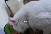 猫咪不吃饭三天会怎么样？（宠物主人必读的教育手册，了解猫咪的需求）