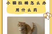 小猫拉肚子怎么办？（家养小猫拉肚子的原因及应对方法）