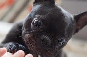 斗牛犬误食葱后果严重（斗牛犬食用葱会引发血红蛋白降低症，注意避免）