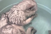某品种猫咪爱洗澡的秘密（探索背后的原因和好处）