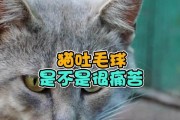 小猫吐毛球是怎样的？（了解小猫吐毛球的原因和预防方法）