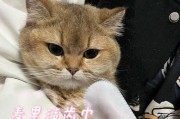 猫咪口臭怎么办（以猫咪洗牙除口臭）