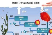 银燕子灯鱼的饲养方法（打造舒适的水族箱环境，让银燕子灯鱼健康成长）