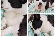 为什么夏天狗比猫怕热？（狗猫对夏季高温的适应能力差异）