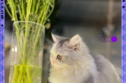 短毛猫的毛发生长周期及特点（探秘短毛猫的毛发生长周期和变短特征）
