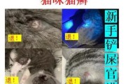 治疗猫得猫癣的饮食建议（以健康饮食帮助猫咪摆脱猫癣困扰）