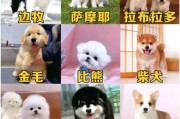金毛犬（挑选金毛犬的几点要记住）