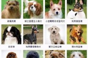 如何正确饲养艾分杜宾犬？（艾分杜宾犬的喂养、训练、护理、医疗和精神健康）