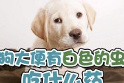 小狗大便有虫该如何处理？（选择合适的药物进行驱虫，让小狗恢复健康）