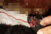 救救狗狗，用什么药物来治疗？（深度解析狗狗被撞伤后的治疗药物及方法）
