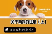狗过敏怎么办？饮食禁忌一览（避免这些食物，让你的过敏症状得到缓解！）