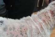 狗狗身上有马拉色菌不会得皮肤病的原因（揭秘马拉色菌在狗狗身上的作用及其防护）