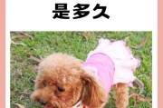 狗狗断尾的科学与精准方法（保护宠物健康的必要措施与注意事项）