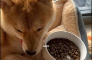 如何解决宠物柴犬的挑食问题？（以温柔的方式改变宠物的饮食习惯）