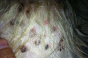 怎么给狗狗治皮肤病？狗狗皮肤病有哪些症状及注意事项？