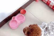 泰迪犬流泪的原因及解决方法（探究泰迪犬为何频繁流泪，以及如何有效处理此问题）