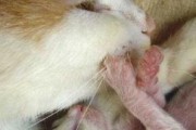 猫咪正常分娩的全面指南（从准备到产后护理，让你的毛孩顺利迎接新生命）