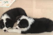 为什么城市不让养边牧？（边牧养殖的安全隐患和社会影响）