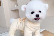 TheNameofaBichonFrise
