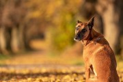 马利诺斯犬如何饲养？如何让马利诺斯犬健康快乐的成长？