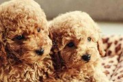 泰迪幼犬能吃哪些药物？（了解泰迪幼犬安全的药物选择及用药注意事项）