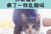 为什么猫会乱跑？（探寻猫咪奔跑的原因与行为规律）